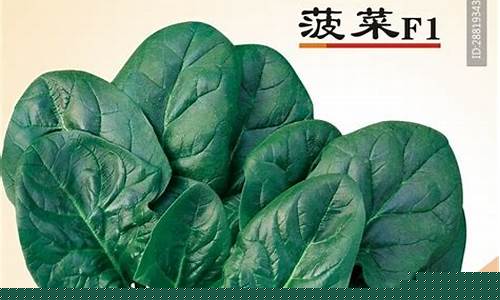 菠菜公司广告(菠菜公司广告宣传语) (2)