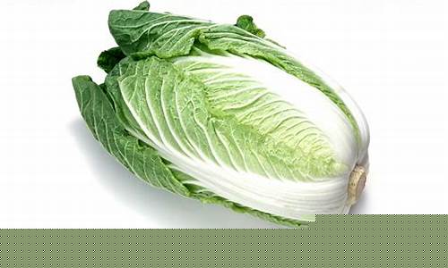 白菜资讯大全