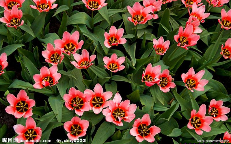 菠菜优惠担保网(2020最新菠菜担保网)