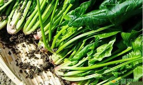 体育菠菜网：菠菜信息大全(菠菜大全网)