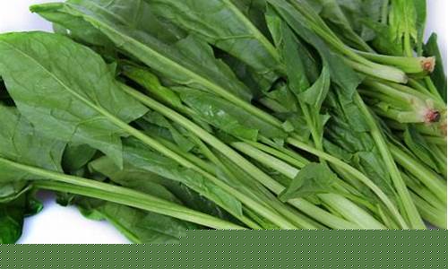 菠菜信息大全(转基因菠菜图片大全)
